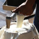 Peternak sapi lokal di Sumedang bangga terlibat dalam program Makan Bergizi Gratis