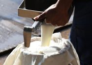 Peternak sapi lokal di Sumedang bangga terlibat dalam program Makan Bergizi Gratis