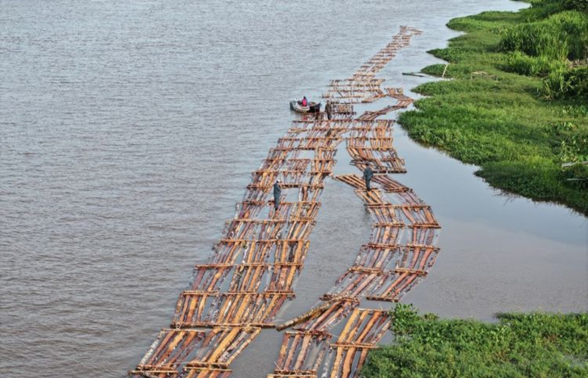 Gakkum Kehutanan gagalkan peredaran 600 batang kayu ilegal di Ketapang Kalbar