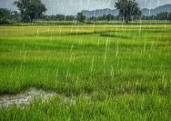 Prakiraan Cuaca Kawasan Perbatasan RI-Malaysia Senin 15 Juni 2026, Jagoi Babang Berpotensi Petir